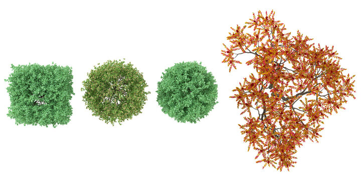 Collection of Pyrus plants on transparent background