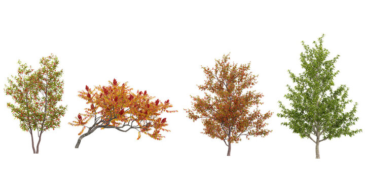 Collection of Rhus,Stewartia plants on transparent background