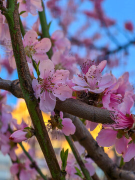 Close up of pink peach blossoms blooming on tree branches against a blurred background of blue sky and sunset