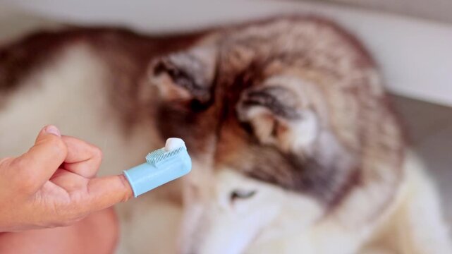 Person brushing a siberian husky dog's teeth