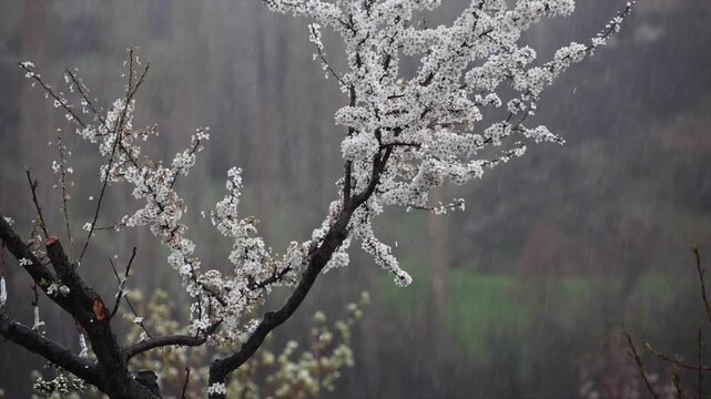 The fresh appearance of Plum tree buds that bloom in season in spring.