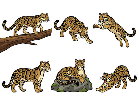 Clouded Leopard Poses Collection.