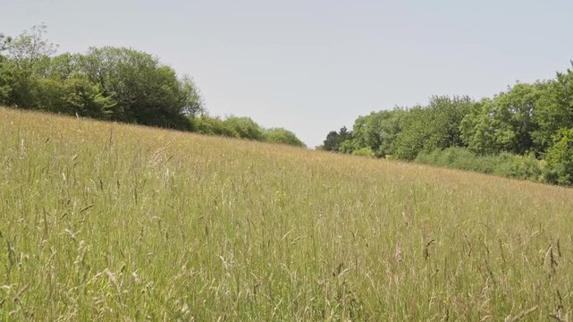 Wide angle view of a lush wildflower meadow with oxeye daisies and hawkweed. Cinematic landscape featuring a sun-drenched field sloping toward a dense treeline under bright afternoon sunlight.