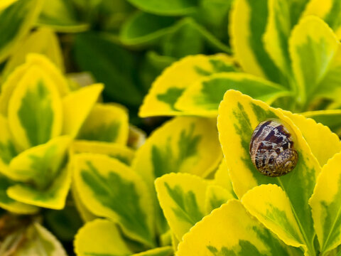 Close-up of a small snail resting on a bright yellow and green leaf
