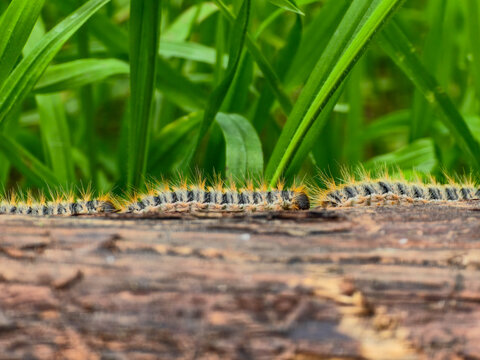Oak processionary caterpillars Thaumetopoea processionea crawling in a line on a log