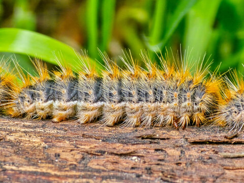 Macro photo of pine processionary caterpillar on wood