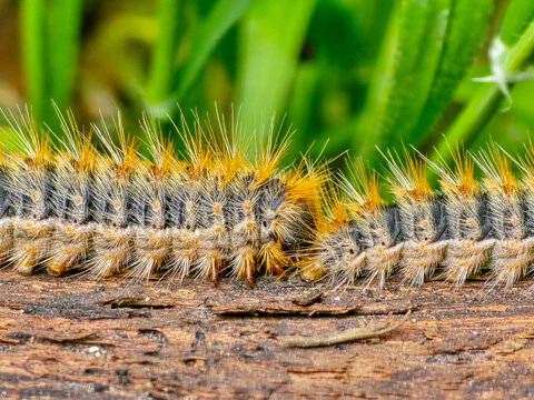 A close-up of a pine processionary caterpillar on a piece of wood