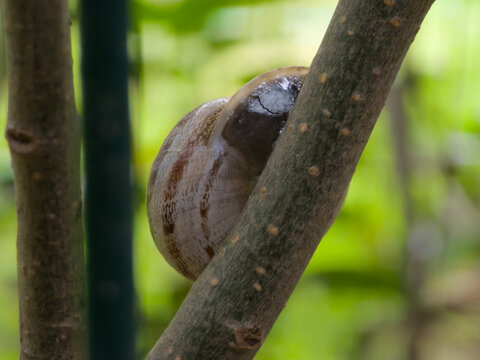 Close up shot of a snail climbing up a tree branch