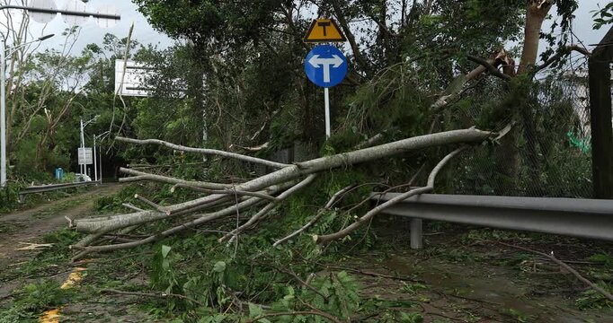 Uprooted tree block road after super typhoon Mangkhut in China on 16 Sep 2018