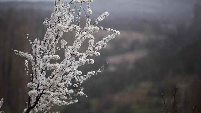 The fresh appearance of Plum tree buds that bloom in season in spring.