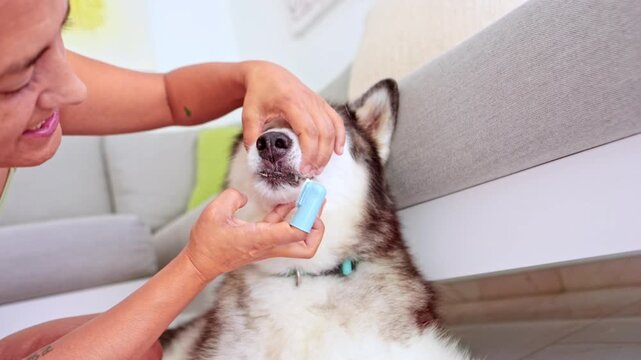 Woman brushing siberian husky dog's teeth with finger toothbrush