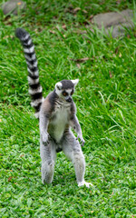 Lemur standing upright on green grass © Robert Arango L