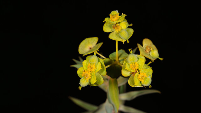 Yellow myrtle spurge euphorbia flower blooming isolated on black background