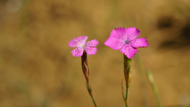 Two bright pink wild dianthus flowers with fringed petals blooming against a soft blurred background