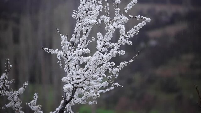 The fresh appearance of Plum tree buds that bloom in season in spring.