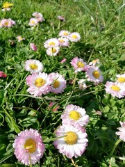 Obraz premium daisies in a garden