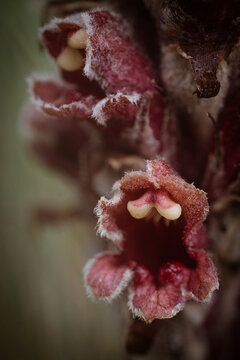 Macro photograph of a blooming flower covered with small thorns