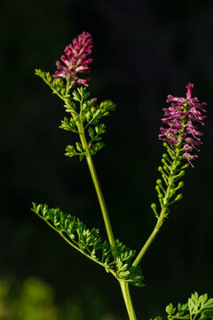 Fumitory flower fumaria microcarpa blooming on a dark background