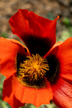 Macro view of red poppy blossom under sunlight