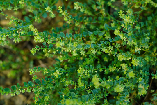 Andrachne telephioides growing wild in the field