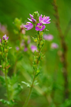 Macro photography of a wild pink milkwort flower with a blurred green background in nature
