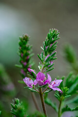 Fototapeta premium Close up of a small purple speedwell wildflower blooming on a green stem against a blurred background