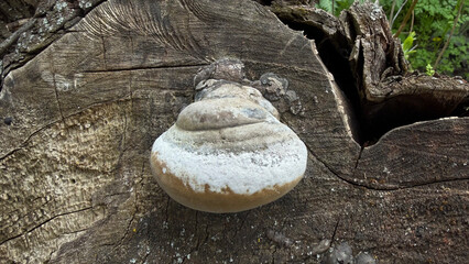 Macro of tinder fungus on cut wood with detailed natural texture © mukolatv