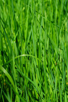 Vibrant green blades of tall grass growing thickly together in a field under bright sunlight