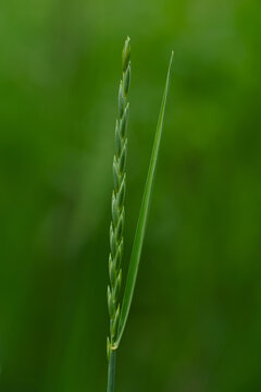 Close up of single green wild grass stalk with developing seed heads against blurred natural meadow background