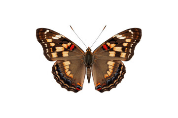 Fototapeta premium Colorful butterfly with patterned wings on transparent background