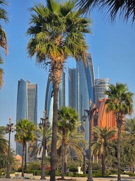 palm trees and cityscape in Abu Dhabi 