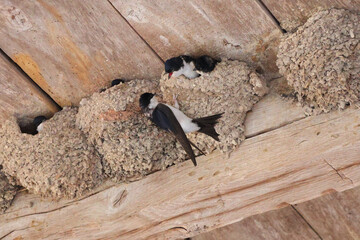 Nourrissage chez les hirondelles © helenedevun