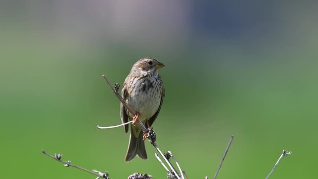 A Calandra Bunting (Emberiza calandra) singing on spring branches.