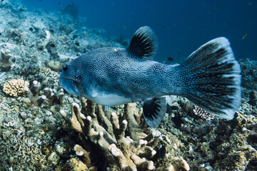 Obraz premium Pufferfish close up swimming over coral reef in tropical sea
