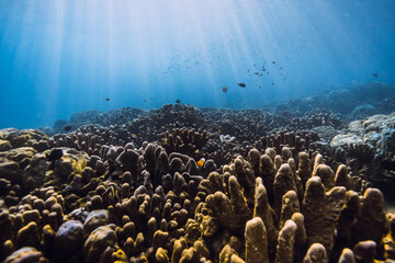 Obraz premium Blue sea with amazing living corals and sun rays. Underwater scene