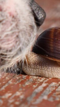 Macro view of a curious white haired dog smelling and investigating a large snail with a brown shell, creating a funny and unexpected interaction between two different animals in nature