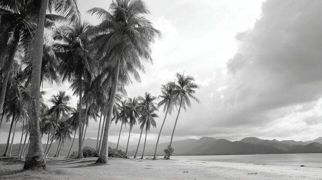 Black and white photo of palm tree lined beach with mountains and clouds