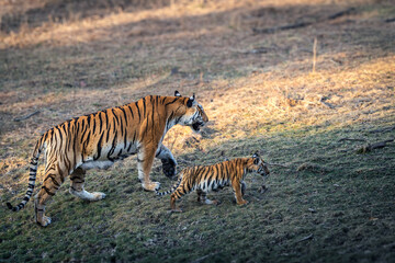 Fototapeta premium Mother and cub; female tiger and her cub taking a stroll in the forest.
