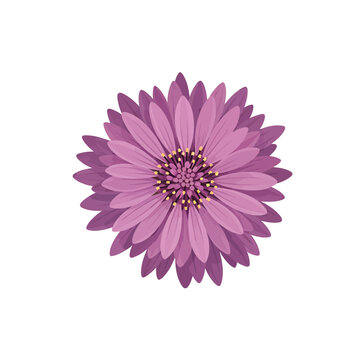 Purple Aster Flower Vector Illustration Isolated on White Background