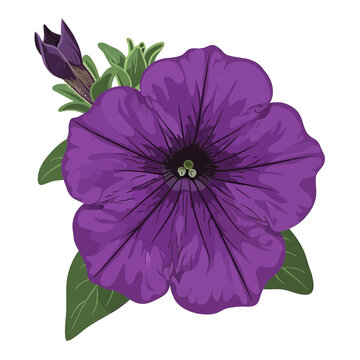 Purple petunia flower vector illustration with leaves and bud