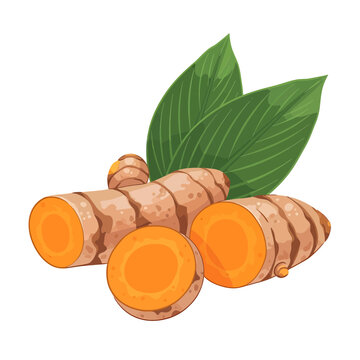Turmeric root vector illustration with sliced pieces and green leaves