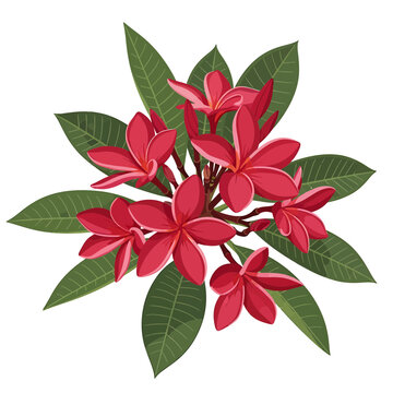 Red plumeria frangipani flowers with green leaves vector illustration