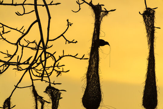 Animal themes: Oropendola or Conoto bird building a nest on a tree branch at sunset.
