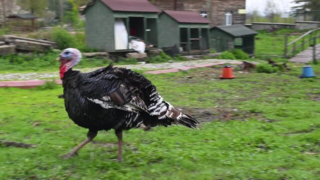 A majestic domestic turkey roaming freely in a farmyard. A high-quality close-up video featuring vivid details that capture its natural habitat and the rural atmosphere.