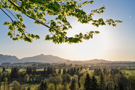 Sunlit green beech leaves in focus with a blurred Bavarian alpine landscape and mountains in golden sunset light