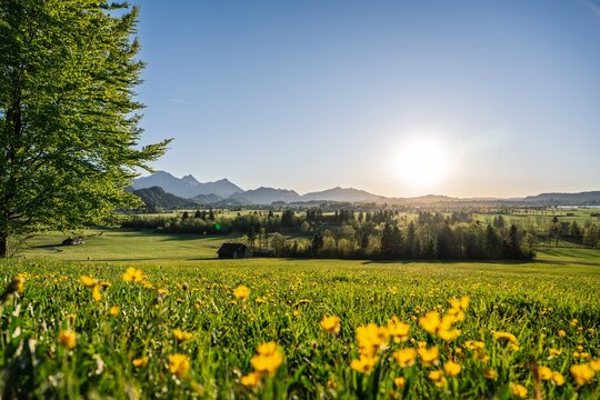 Bavarian alpine landscape in Schwangau with blooming dandelion meadow and wooden barn in golden sunset light