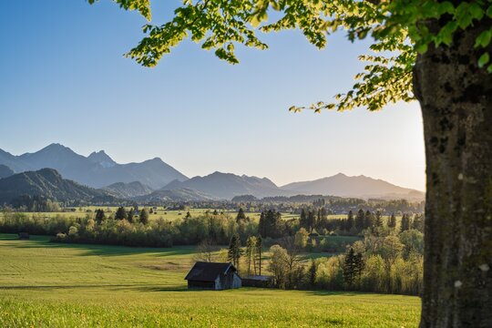 Bavarian alpine landscape near Schwangau and Fuessen with wooden barn and dandelion meadow in golden sunset light