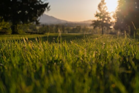 Green meadow in the Allgaeu at sunset with mountains in the background and golden evening light, Bavaria, Germany