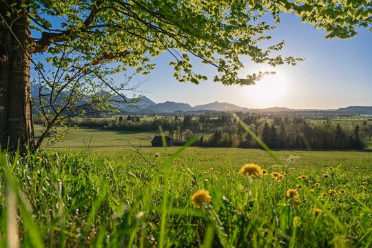 Bavarian alpine landscape with dandelion meadow and wooden barn at sunset, framed by green tree branches in spring