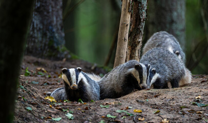 European badgers resting near den in Bialowieza Forest © Aleksander Bolbot